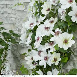 Clematis Ninon™ (evipo052)