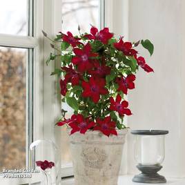 Clematis Nubia