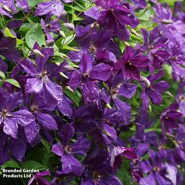 Clematis viticella Polish Spirit