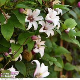 Clematis Princess Kate