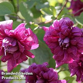 Clematis Purpurea Plena Elegans