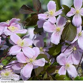 Clematis montana Rubens