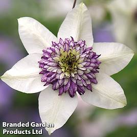 Clematis florida Sieboldii