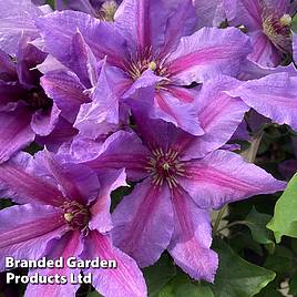 Clematis ‘Tumaini (Evigsy151)