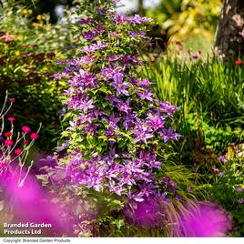 Clematis ‘Tumaini (Evigsy151)