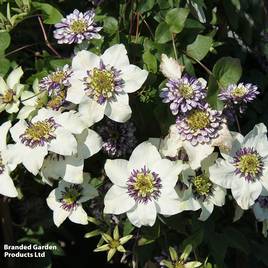 Clematis Viennetta™ evipo006