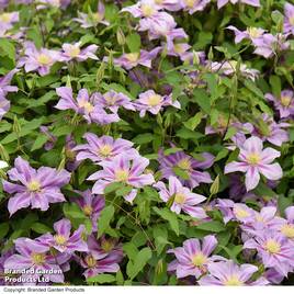 Clematis Volunteer™ evipo080