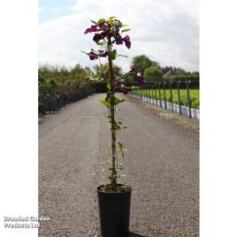 Clematis Wadas Primrose