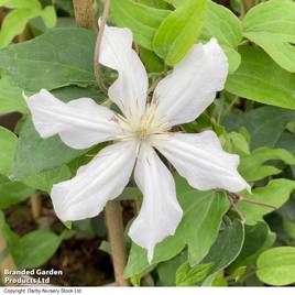 Clematis White Arabella