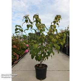 Clerodendrum trichotomum var. fargesii