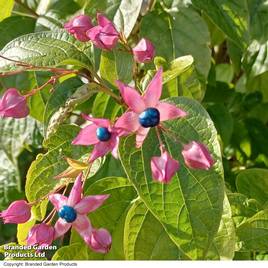 Clerodendrum trichotomum