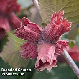 Hazelnut Red Cracker