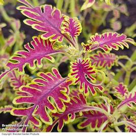 Coleus Skeletal