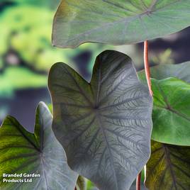 Colocasia rubra Black Magic (Marginal Aquatic)