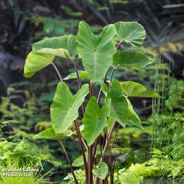 Colocasia esculenta (Marginal Aquatic)