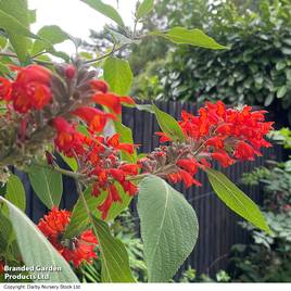 Colquhounia coccinea Nepalese Flame