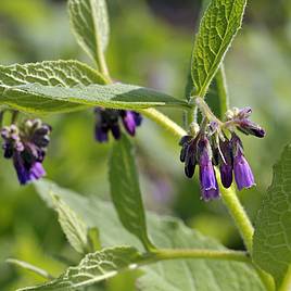 Comfrey Bocking 14