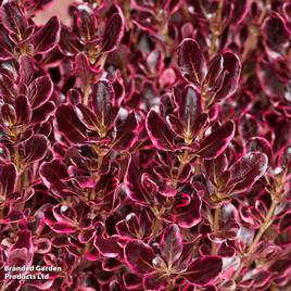 Coprosma repens Eclipse