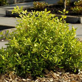 Coprosma repens Lemon & Lime