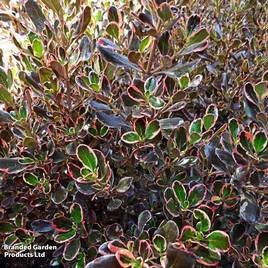Coprosma repens Pacific Dawn