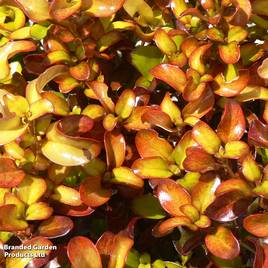 Coprosma repens Pina Colada