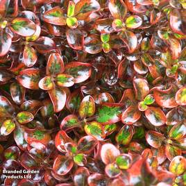 Coprosma repens Tequila Sunrise