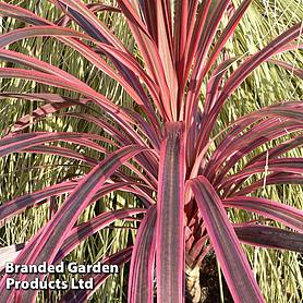 Cordyline Southern Splendour