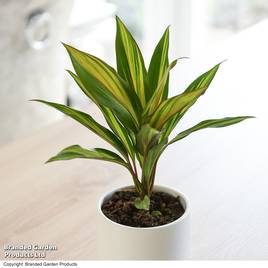 Cordyline fruticosa Kiwi