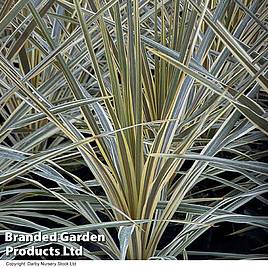 Cordyline australis Torbay Dazzler