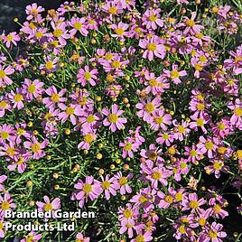 Coreopsis rosea American Dream
