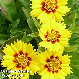 Coreopsis Baby Gold