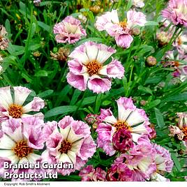 Coreopsis Incredible! Sea Shells Mix Seeds