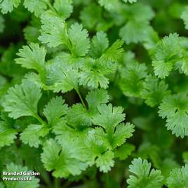 Coriander - Organic Seeds