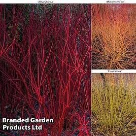 Cornus Winter Stems Collection