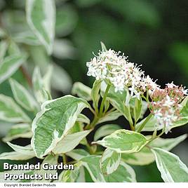Cornus alba Elegantissima (Hedging)