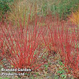 Cornus alba Sibirica (Hedging)