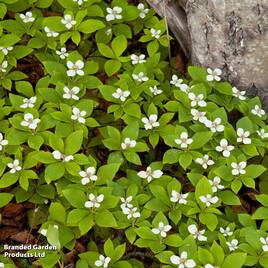 Cornus canadensis
