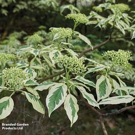Cornus controversa Variegata