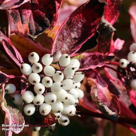 Cornus sericea Kelseyi