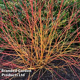 Cornus sanguinea Magic Flame