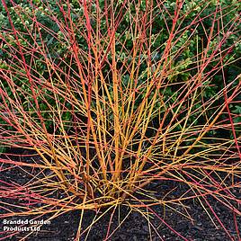 Cornus sanguinea Magic Flame