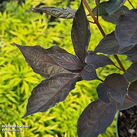 Cornus alba Nightfall