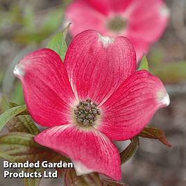 Cornus Royal Red