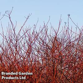 Common Dogwood (Hedging)