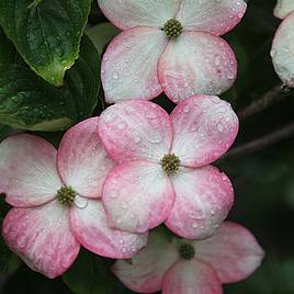 Cornus kousa Satomi
