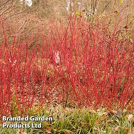 Cornus alba Siberian Pearls