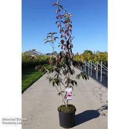 Cornus kousa Stellar Pink