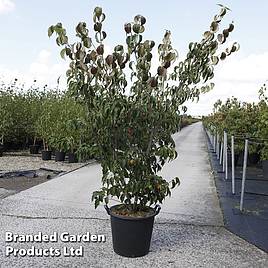 Cornus kousa Weisse Fontaine