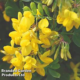Coronilla glauca