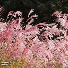 Cortaderia selloana Rosea